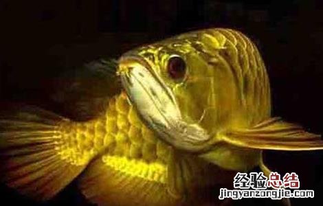 虎鱼和什么鱼混养长明 虎鱼和什么鱼混养