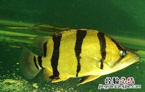 虎鱼和什么鱼混养长明 虎鱼和什么鱼混养
