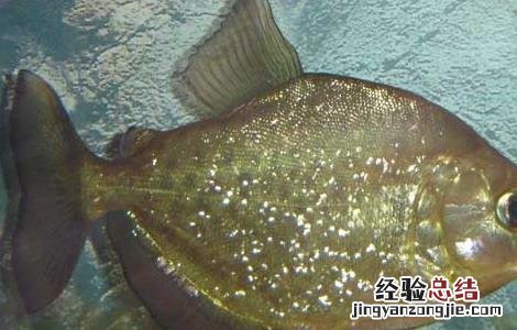 虎鱼和什么鱼混养长明 虎鱼和什么鱼混养
