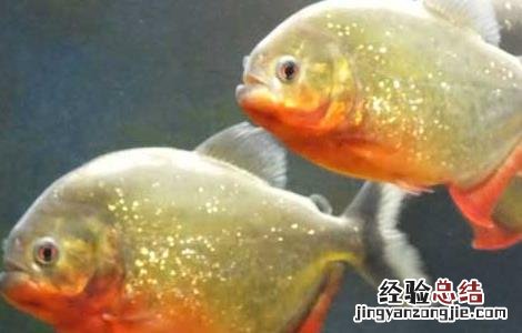 水虎鱼吃什么食物长得快 水虎鱼吃什么食物