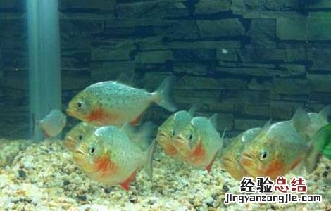 水虎鱼吃什么食物长得快 水虎鱼吃什么食物