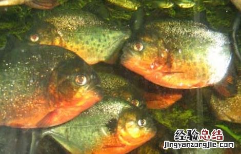 水虎鱼吃什么食物长得快 水虎鱼吃什么食物