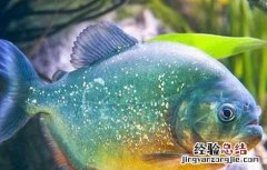 水虎鱼吃什么食物长得快 水虎鱼吃什么食物