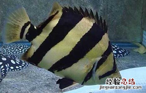 泰国虎鱼怎么养? 泰国虎鱼怎么养