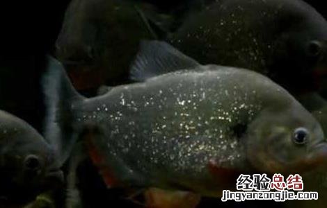 红腹水虎鱼怎么养出状态 红腹水虎鱼怎么养