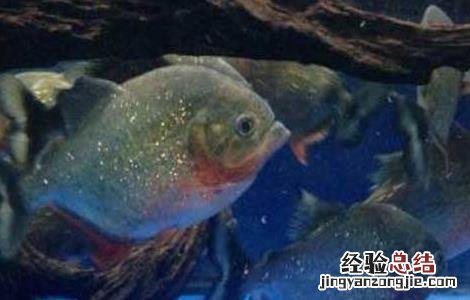 红腹水虎鱼怎么养出状态 红腹水虎鱼怎么养