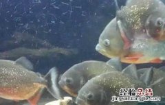 红腹水虎鱼怎么养出状态 红腹水虎鱼怎么养