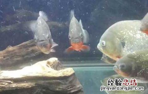 红腹水虎鱼怎么养出状态 红腹水虎鱼怎么养