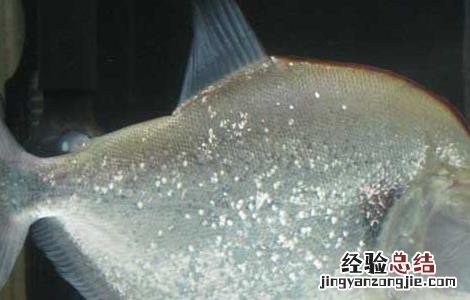 水虎鱼怎么养 水虎鱼怎么养出状态