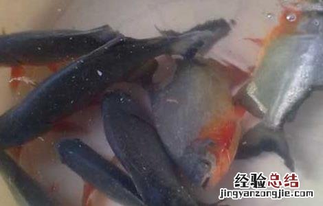 水虎鱼怎么养 水虎鱼怎么养出状态
