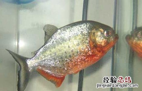水虎鱼怎么养 水虎鱼怎么养出状态