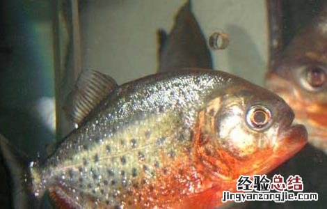 水虎鱼怎么养 水虎鱼怎么养出状态