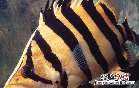 虎鱼吃什么食物消化快 虎鱼吃什么食物