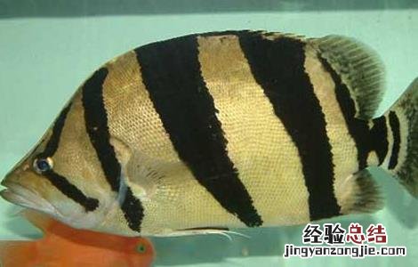 虎鱼吃什么食物消化快 虎鱼吃什么食物