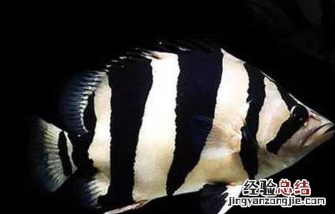虎鱼吃什么食物消化快 虎鱼吃什么食物