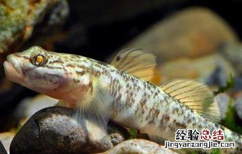 虾虎鱼吃什么食物 虾虎鱼吃什么食物好
