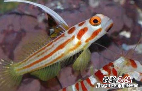 虾虎鱼吃什么食物 虾虎鱼吃什么食物好