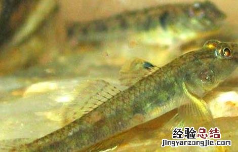 虾虎鱼吃什么食物 虾虎鱼吃什么食物好