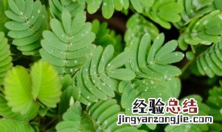 含羞草什么功效与作用 含羞草的功效与作用及禁忌