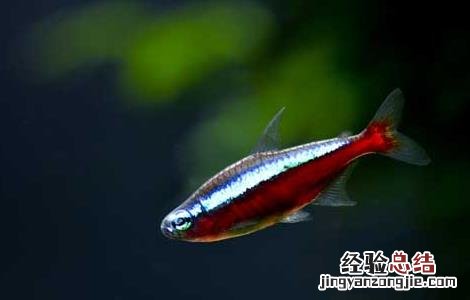 灯鱼是热带鱼吗 灯鱼是热带鱼吗