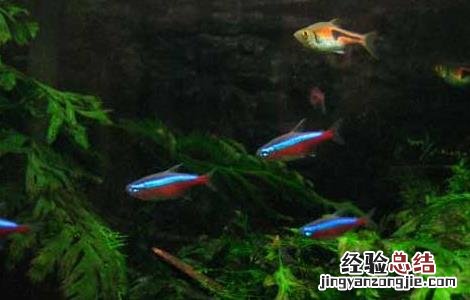 灯鱼是热带鱼吗 灯鱼是热带鱼吗