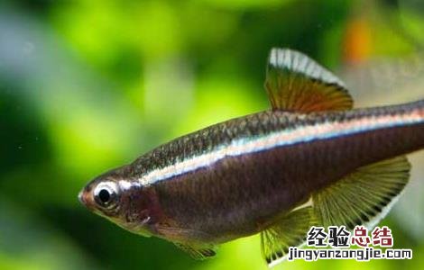 灯鱼是热带鱼吗 灯鱼是热带鱼吗