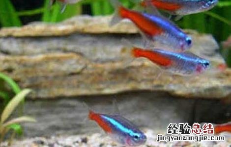 霓虹灯鱼繁殖教程 霓虹灯鱼怎么繁殖
