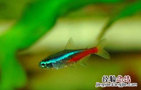 霓虹灯鱼繁殖教程 霓虹灯鱼怎么繁殖