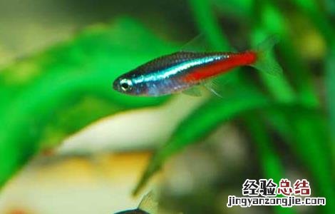 霓虹灯鱼繁殖教程 霓虹灯鱼怎么繁殖