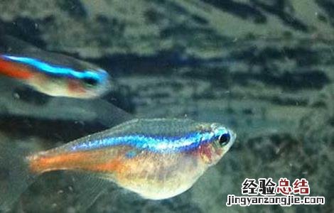 霓虹灯鱼繁殖教程 霓虹灯鱼怎么繁殖