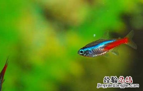 霓虹灯鱼繁殖教程 霓虹灯鱼怎么繁殖