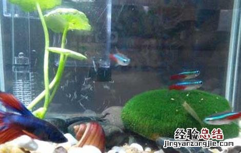 红绿灯鱼吃什么食物 红绿灯鱼吃什么?