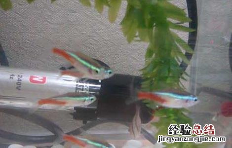 红绿灯鱼吃什么食物 红绿灯鱼吃什么?