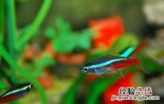 红绿灯鱼吃什么食物 红绿灯鱼吃什么?