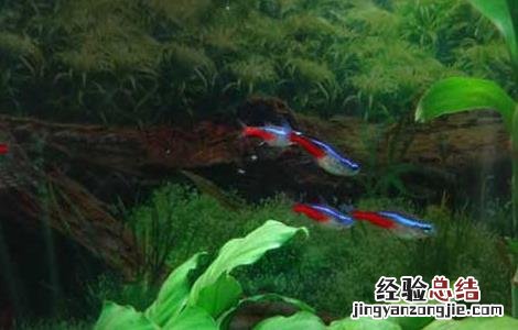 红绿灯鱼吃什么食物 红绿灯鱼吃什么?