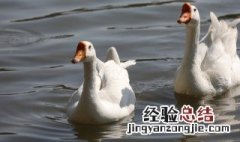 鹅肉什么季节吃最好 鹅肉什么时候好吃