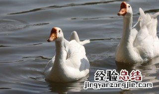 鹅肉什么季节吃最好 鹅肉什么时候好吃