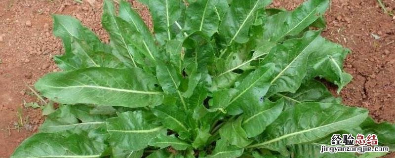 种植板蓝根一亩地需多少成本,附种植技术与经济效益