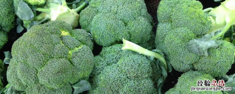 西兰花种植管理技术，株距和行距分别是多少