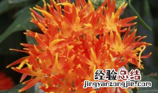 红花的副作用 红花的副作用和毒性