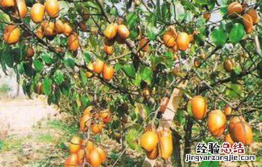 沙梨的功效与作用，沙梨的食用方法方式