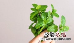薄荷的功效与作用禁忌症是啥 薄荷的功效与作用禁忌症