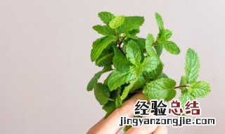 薄荷的功效与作用禁忌症是啥 薄荷的功效与作用禁忌症
