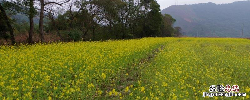 油菜早春冻害的主要症状是，如何防治效果好