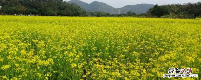 油菜几天发芽出苗,用什么肥料能高产