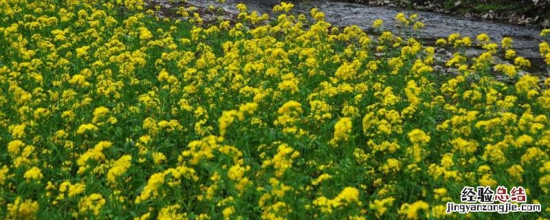 油菜的种植方法与栽培与技术，种植间距与行距是多少