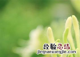 金银花的功效与副作用? 金银花功效与副作用