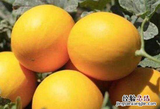 黄河蜜瓜的营养价值和功效作用 黄河蜜瓜的营养价值和功效