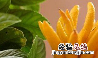 佛手柑的功效与作用图片 佛手柑的功效与作用