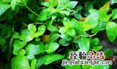 薄荷是什么季节才有的 薄荷是什么季节才有的呢
